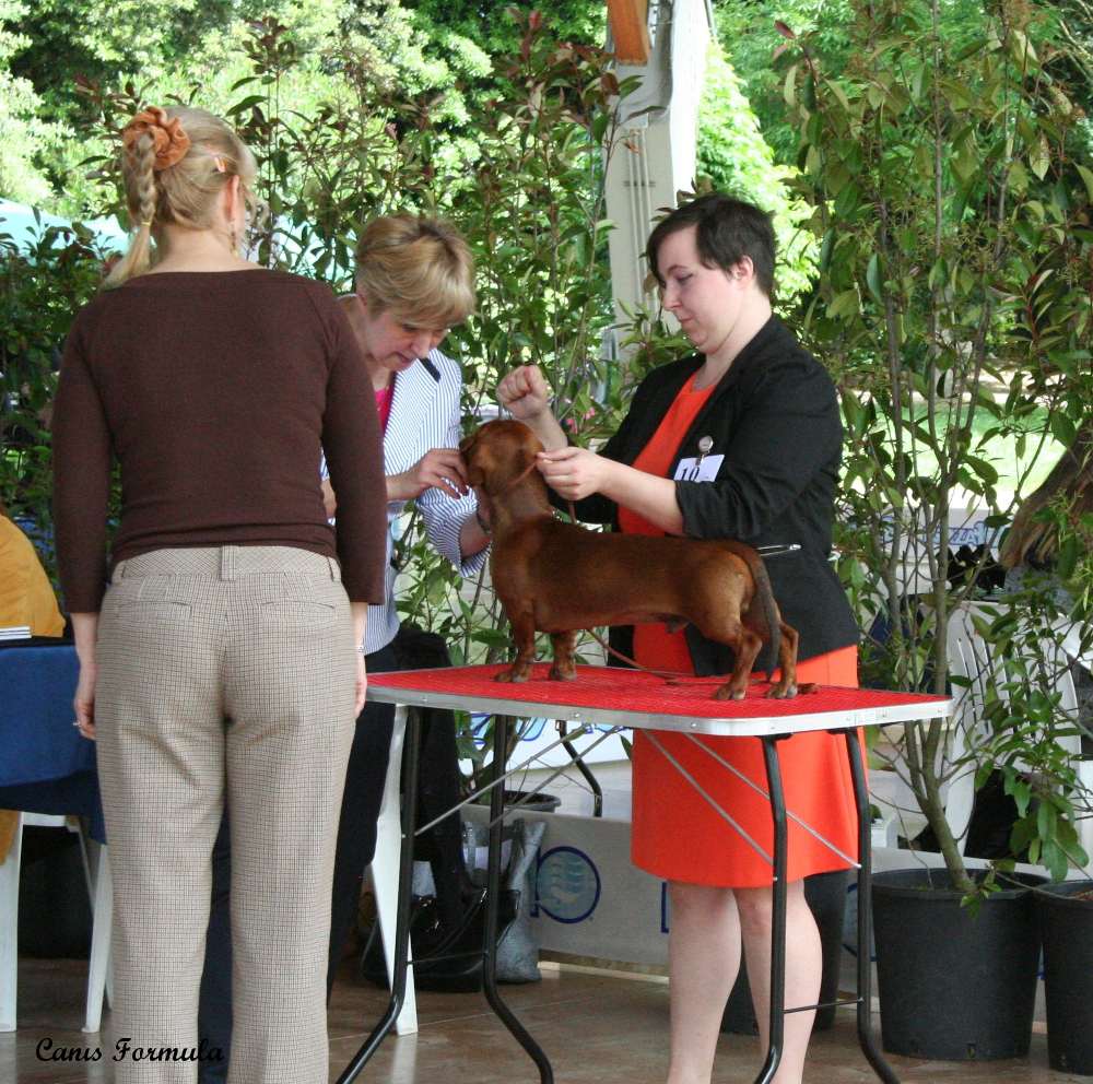 Ettore sul tavolo al campionato sociale ABC bassotti